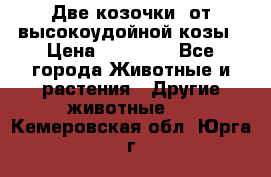 Две козочки  от высокоудойной козы › Цена ­ 20 000 - Все города Животные и растения » Другие животные   . Кемеровская обл.,Юрга г.